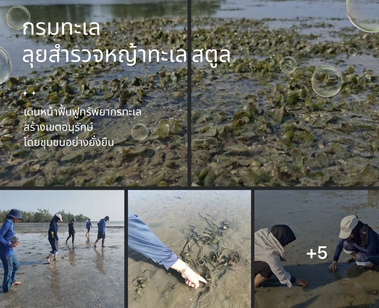 กรมทะเล ลุยสำรวจหญ้าทะเลสตูล เดินหน้าฟื้นฟูทรัพยากรทะเล สร้างเขตอนุรักษ์โดยชุมชนอย่างยั่งยืน