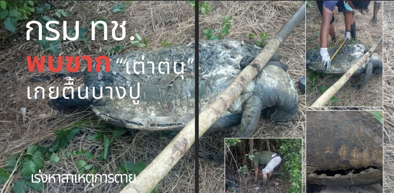 กรม ทช. พบซาก “เต่าตนุ” เกยตื้นบางปู เร่งหาสาเหตุการตาย