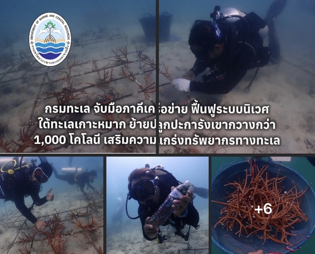 กรมทะเล จับมือภาคีเครือข่าย ฟื้นฟูระบบนิเวศใต้ทะเลเกาะหมาก ย้ายปลูกปะการังเขากวางกว่า 1,000 โคโลนี เสริมความแกร่งทรัพยากรทางทะเล