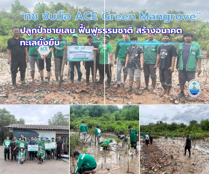 ทช จับมือ ACE Green Mangrove ผนึกกำลังชุมชนกระบี่ ปลูกป่าชายเลน ฟื้นฟูธรรมชาติ สร้างอนาคตทะเลยั่งยืน