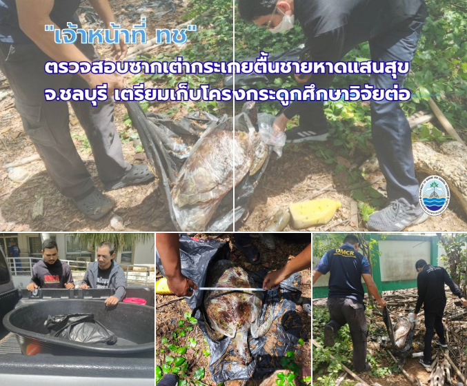 ทช. ตรวจสอบซากเต่ากระเกยตื้นชายหาดแสนสุข จ.ชลบุรี เตรียมเก็บโครงกระดูกศึกษาวิจัยต่อ
