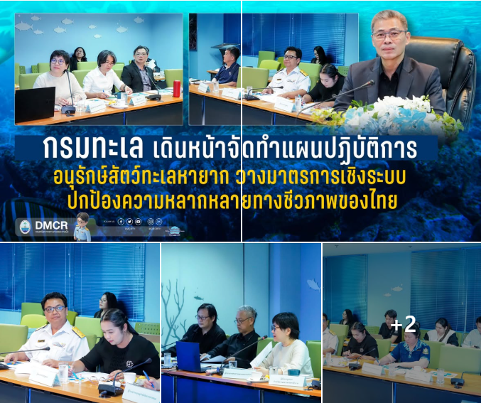 กรมทะเล เดินหน้าจัดทำแผนปฏิบัติการอนุรักษ์สัตว์ทะเลหายาก วางมาตรการเชิงระบบ ปกป้องความหลากหลายทางชีวภาพของไทย