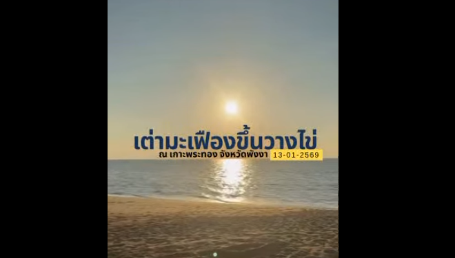 สัญญาณแห่งความหวังของปี 2569 ไข่เต่ามะเฟืองจากเกาะพระทอง รังแรกของปี นักวิชาการสุ่มตรวจไข่อายุ 23 วัน จำนวน 5 ฟอง พบมีพัฒนาการของตัวอ่อนแล้ว