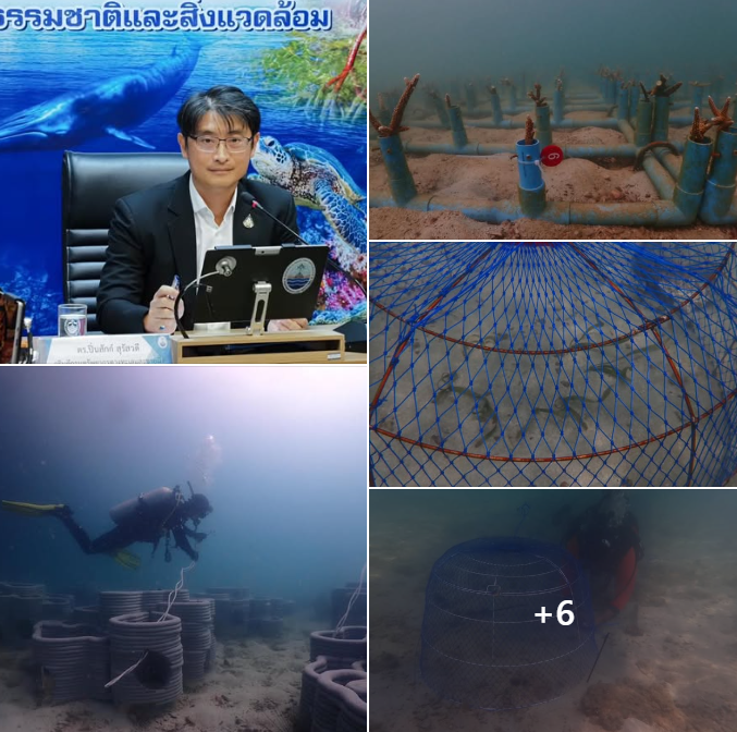 กรมทะเล ใช้แนวทาง 4R ฟื้นชีวิตแนวปะการัง-หญ้าทะเล คืนความอุดมสมบูรณ์แก่ท้องทะเลไทย
