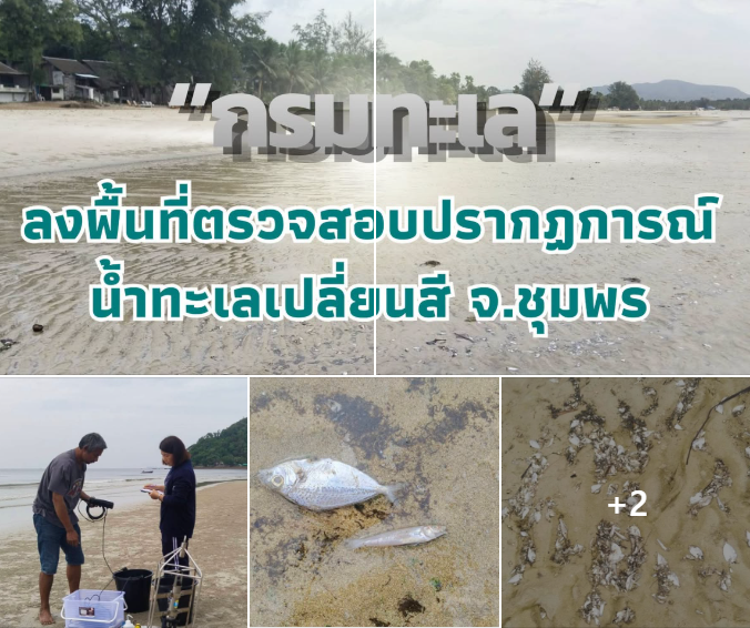 กรมทะเล ลงพื้นที่ตรวจสอบปรากฏการณ์น้ำทะเลเปลี่ยนสี จ.ชุมพร พบเกิดจากการสะพรั่งของแพลงก์ตอนพืช ไม่สร้างสารชีวพิษ