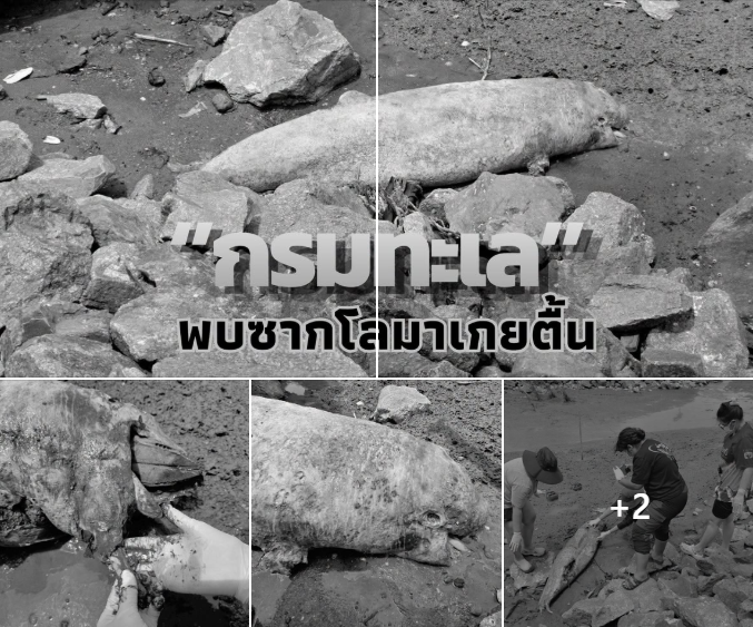 กรมทะเล ตรวจซากโลมาอิรวดีเกยตื้น ชี้สภาพซากเน่าเปื่อยมาก ไม่สามารถระบุสาเหตุการตายได้