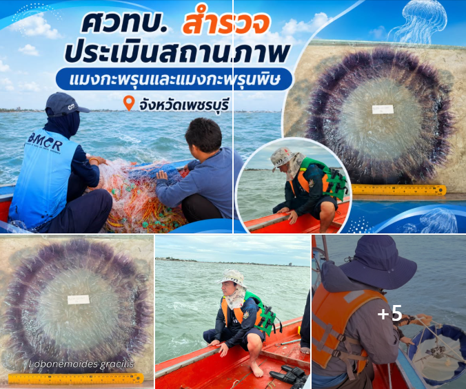 กรมทะเล สำรวจสถานภาพแมงกะพรุนชายฝั่งเพชรบุรี ไม่พบแมงกะพรุนพิษ