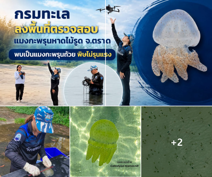 กรมทะเล ลงพื้นที่ตรวจสอบแมงกะพรุนหาดไม้รูด จ.ตราด พบเป็นแมงกะพรุนถ้วย พิษไม่รุนแรง แนะวิธีปฐมพยาบาลที่ถูกต้อง