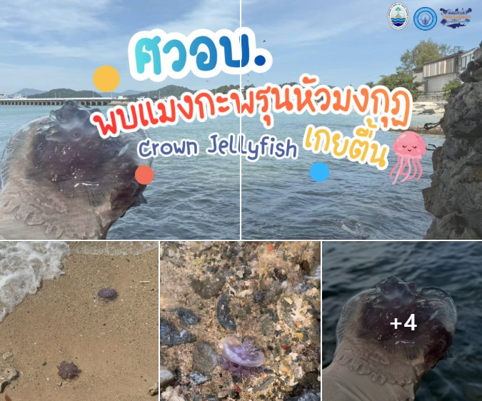 กรมทะเล พบแมงกะพรุนหัวมงกุฎ Crown Jellyfish (Netrostoma sp.) เกยตื้น บริเวณชายหาดแหลมพันวา ภายในศูนย์วิจัยฯ ทางทิศตะวันออกเฉียงใต้ของเกาะภูเก็ต