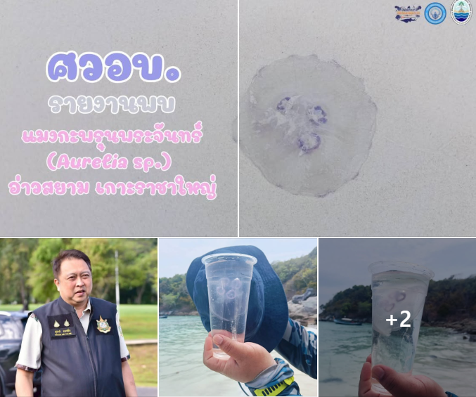 กรมทะเล แจ้งเตือน พบแมงกะพรุนพระจันทร์เกยตื้น เกาะราชาใหญ่ จ.ภูเก็ต แนะเลี่ยงสัมผัส