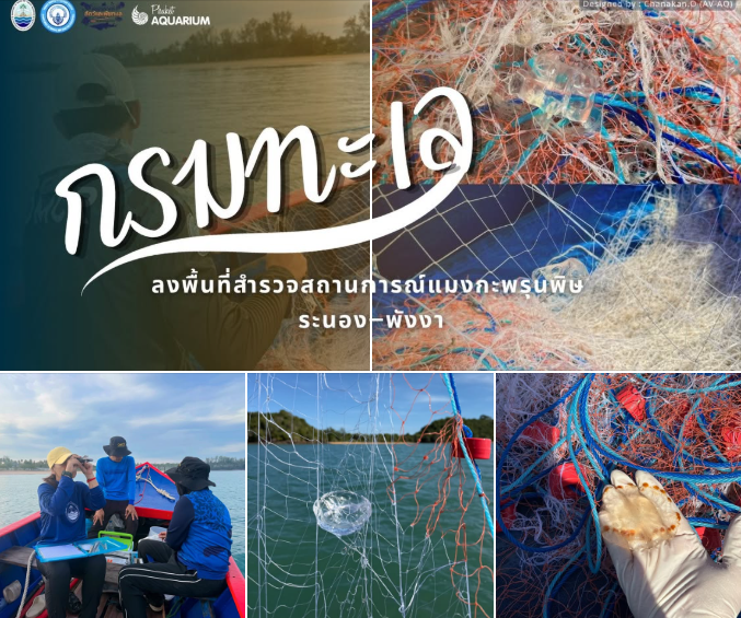 กรมทะเล สำรวจพบ “แมงกะพรุนพิษ” พื้นที่ทะเลพังงา–ระนอง แนะประชาชนหลีกเลี่ยงการสัมผัสโดยตรง