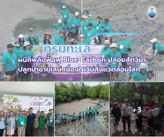 ศรีตรัง Go-Green กรมทะเล ผนึกพลังฟื้นฟู Blue Carbon ปล่อยสัตว์น้ำ-ปลูกป่าชายเลน เนื่องในวันสิ่งแวดล้อมโลก