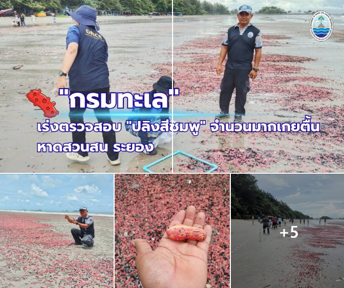ทช. เร่งตรวจสอบ "ปลิงสีชมพู" จำนวนมากเกยตื้นหาดสวนสน ระยอง พร้อมขอความร่วมมือประชาชนหลีกเลี่ยงพื้นที่ชั่วคราว