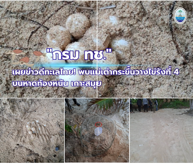 กรม ทช. เผยข่าวดีทะเลไทย! พบแม่เต่ากระขึ้นวางไข่รังที่ 4 บนหาดท้องหนัน เกาะสมุย