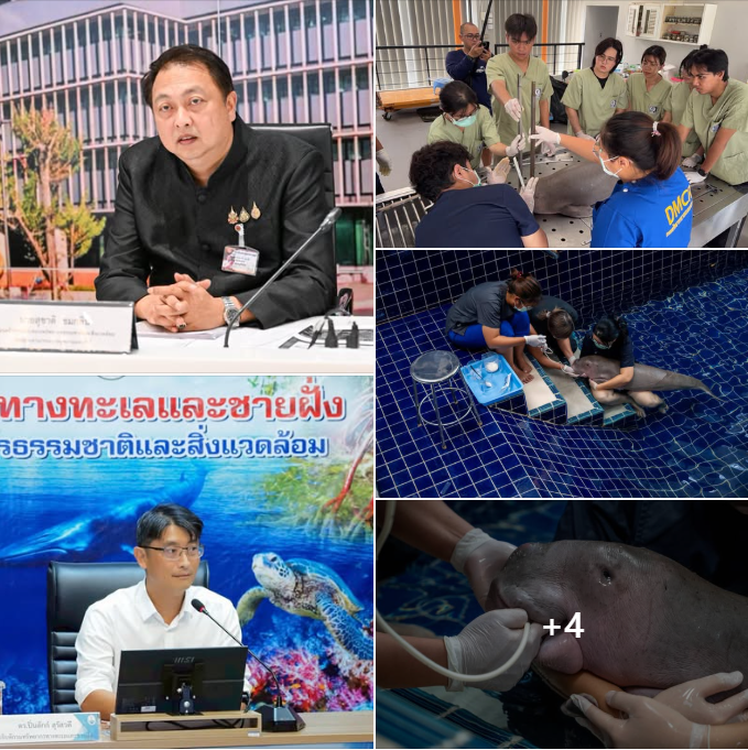 รมว.ทส. กำชับเร่งชันสูตรหาสาเหตุการตายลูกพะยูนพลัดหลงฝูง พร้อมเร่งยกระดับการช่วยเหลือสัตว์ทะเลหายาก