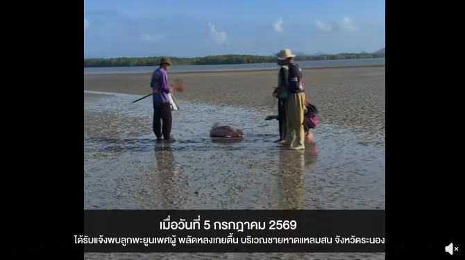 กรมทรัพยากรทางทะเลและชายฝั่ง ขอแสดงความเสียใจต่อการสูญเสียลูกพะยูนเพศผู้ที่พลัดหลงฝูงบริเวณชายหาดแหลมสน จังหวัดระนอง
