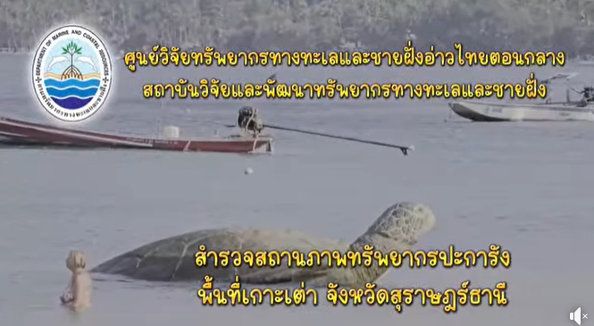 กรมทะเลสำรวจปะการังเกาะเต่า ติดตามโรคปะการัง พบสภาพแวดล้อมยังเหมาะสมต่อการฟื้นตัว