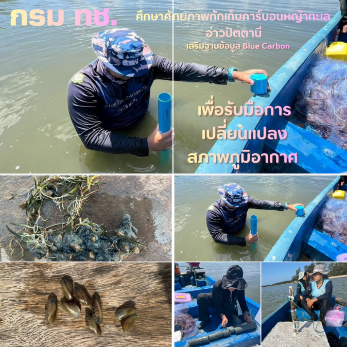 กรม ทช. ศึกษาศักยภาพกักเก็บคาร์บอนหญ้าทะเลอ่าวปัตตานี เสริมฐานข้อมูล Blue Carbon เพื่อรับมือการเปลี่ยนแปลงสภาพภูมิอากาศ