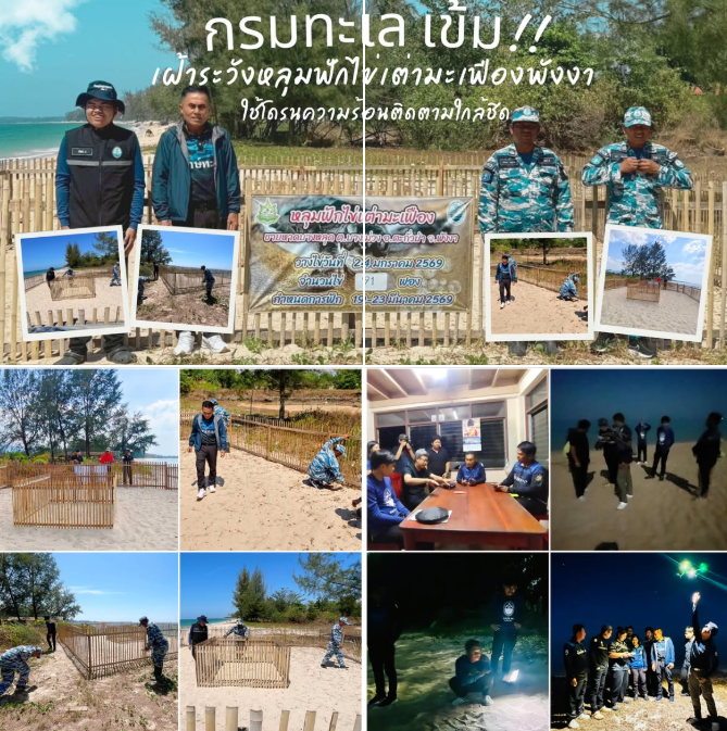 กรมทะเล เข้ม!! เฝ้าระวังหลุมฟักไข่เต่ามะเฟืองพังงา ใช้โดรนความร้อนติดตามใกล้ชิด