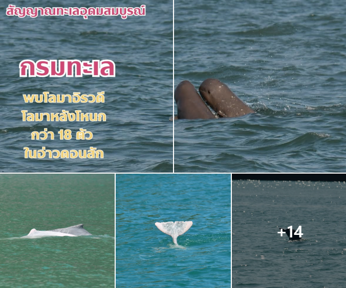 สัญญาณทะเลอุดมสมบูรณ์ กรมทะเล พบโลมาอิรวดี–โลมาหลังโหนก กว่า 18 ตัว ในอ่าวดอนสัก