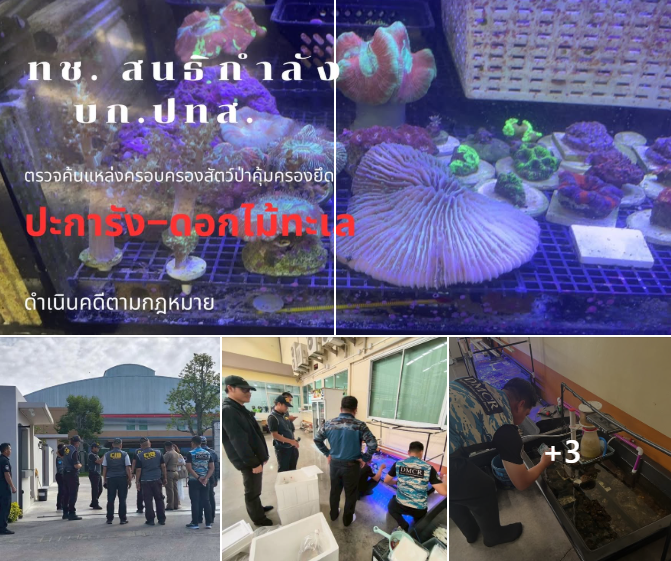 ทช. สนธิกำลัง บก.ปทส. ตรวจค้นแหล่งครอบครองสัตว์ป่าคุ้มครอง ยึดปะการัง–ดอกไม้ทะเล ดำเนินคดีตามกฎหมาย