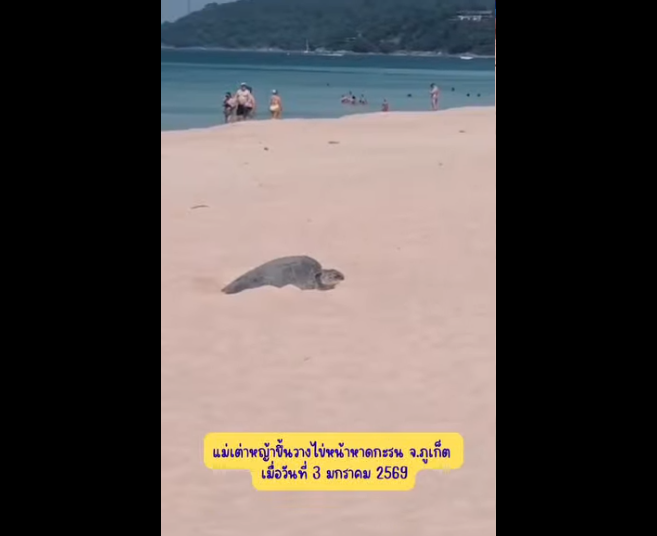 กรมทะเล มีข่าวดีรับวันหยุด!! ลูกเต่าหญ้าหาดกะรนฟักแล้ว 79 ตัว สัญญาณความอุดมสมบูรณ์ของทะเลไทย
