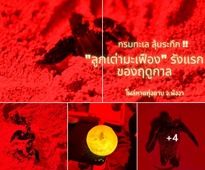 กรมทะเล ลุ้นระทึก !! ลูกเต่ามะเฟืองรังแรกของฤดูกาลโผล่หาดพังงา เจ้าหน้าที่ช่วยดูแลก่อนกลับคืนสู่ทะเล