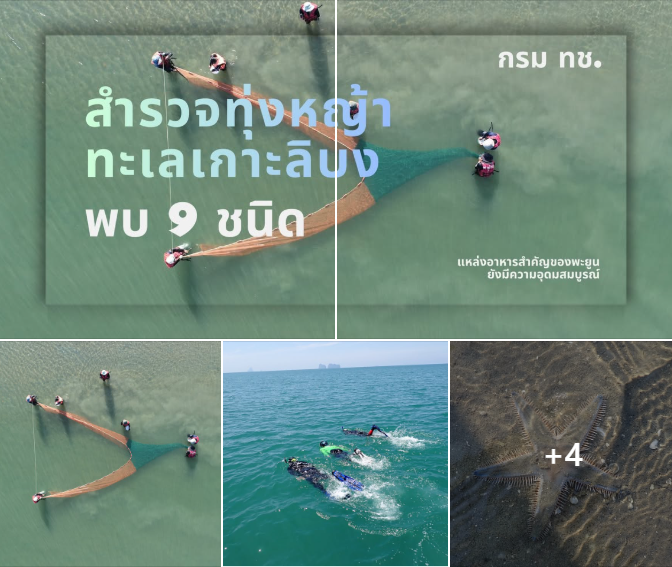 กรม ทช. สำรวจทุ่งหญ้าทะเลเกาะลิบง พบ 9 ชนิด แหล่งอาหารสำคัญของพะยูน ยังมีความอุดมสมบูรณ์