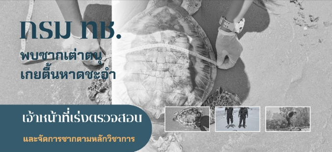 กรม ทช. พบซากเต่าตนุเกยตื้นหาดชะอำ เจ้าหน้าที่เร่งตรวจสอบและจัดการซากตามหลักวิชาการ