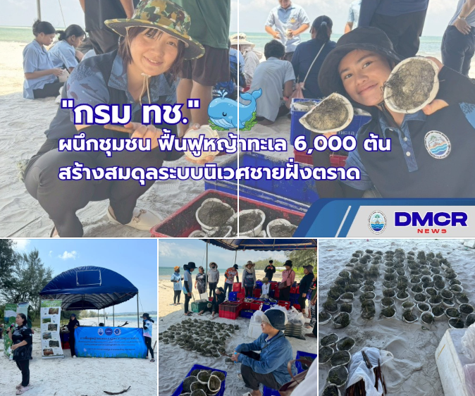 กรมทะเลผนึกชุมชน ฟื้นฟูหญ้าทะเล 6,000 ต้น สร้างสมดุลระบบนิเวศชายฝั่งตราด