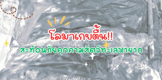 กรม ทช. รับแจ้งพบซากโลมาหัวบาตรหลังเรียบเกยตื้นบางปู สะท้อนภัยคุกคามสัตว์ทะเลหายาก