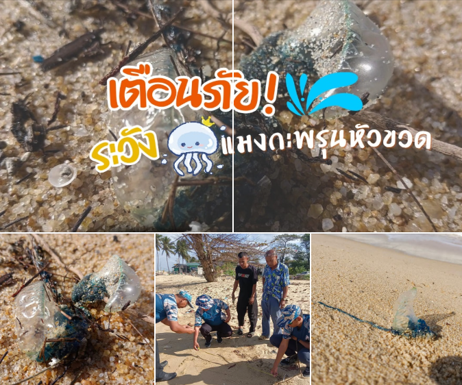 เตือนภัย! พบแมงกะพรุนหัวขวด หาดตะโละสะมิแล ปัตตานี