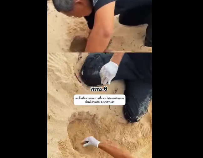 ทช. ลงพื้นที่เฝ้าระวังด่วน เต่าทะเลวางไข่ หาดเขาหลักพาราไดซ์ พังงา