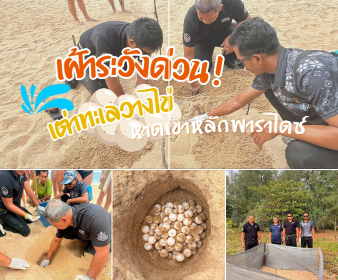 กรมทะเล เฝ้าระวังด่วน! หลังพบร่องรอยเต่าทะเลวางไข่ หาดเขาหลักพาราไดซ์ พังงา