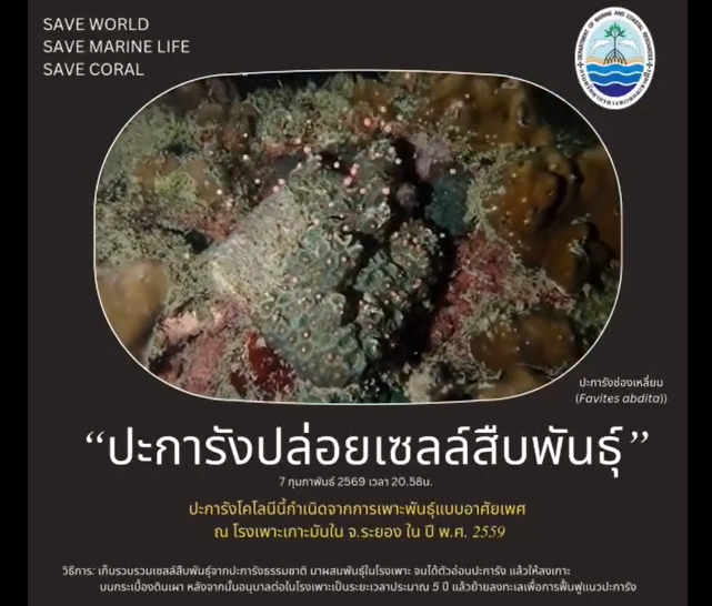 ทช. ติดตามปะการังเกาะมันในปล่อยเซลล์สืบพันธุ์ต่อเนื่อง สะท้อนความสมบูรณ์ของทะเลระยอง