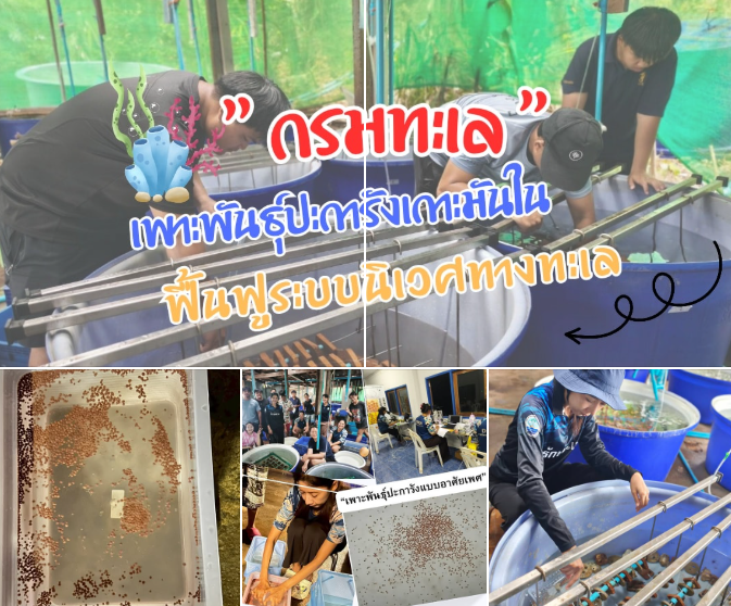 ทช. เพาะชีวิตใหม่จากทะเล เก็บเซลล์สืบพันธุ์ปะการัง ฟื้นฟูแนวปะการังเกาะมันใน