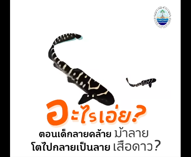 อะไรเอ่ย…ตอนเด็กลายคล้าย “ม้าลาย” โตไปกลายเป็นลาย “เสือดาว“