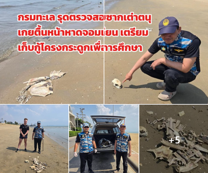 กรมทะเล รุดตรวจสอบซากเต่าตนุเกยตื้นหน้าหาดจอมเทียน เตรียมเก็บกู้โครงกระดูกเพื่อการศึกษา