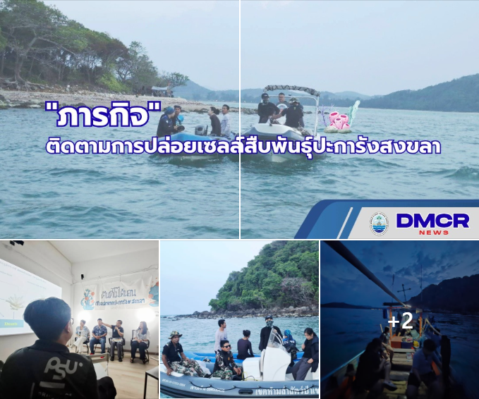 ทช. ร่วมติดตามการปล่อยเซลล์สืบพันธุ์ปะการังสงขลา เสริมองค์ความรู้ ฟื้นฟูทะเลไทยอย่างยั่งยืน