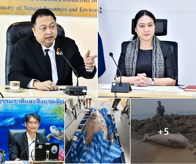 News DMCR : ‘รมว.สุชาติ’ สั่งกรมทะเล เร่งล่าตัวผู้กระทำผิดพะยูนถูกตัดหัวที่พังงา ย้ำ "ไม่ใช่แค่นับศพ แต่ต้องเปลี่ยนเป็นรักษาชีวิต"