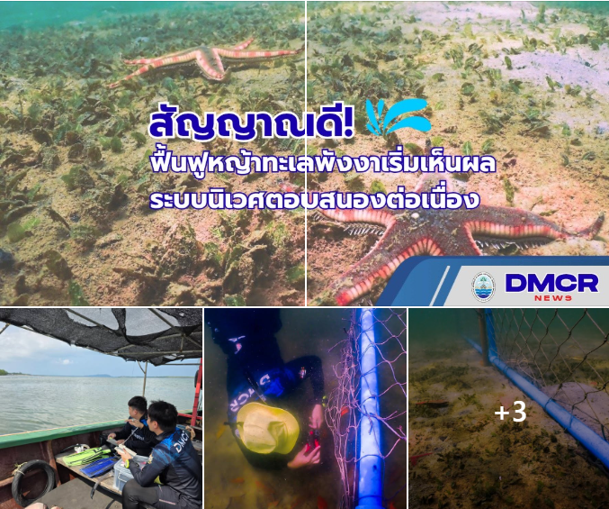สัญญาณดี! ฟื้นฟูหญ้าทะเลพังงาเริ่มเห็นผล ระบบนิเวศตอบสนองต่อเนื่อง