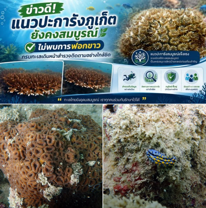 ข่าวดี! แนวปะการังภูเก็ตยังคงสมบูรณ์ ไม่พบการฟอกขาว กรมทะเลเดินหน้าสำรวจติดตามอย่างใกล้ชิด