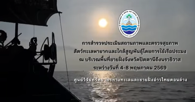 ทช. เผยข่าวดี! พบ “โลมาหัวบาตรหลังเรียบ” สัตว์ทะเลหายาก อวดโฉมชายฝั่งนราธิวาส–ปัตตานี รวม 7 ตัว สะท้อนความอุดมสมบูรณ์ของทะเลไทย