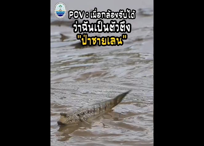 เมื่อกล้องจับได้ว่าฉันเป็นตัวตึงป่าชายเลน