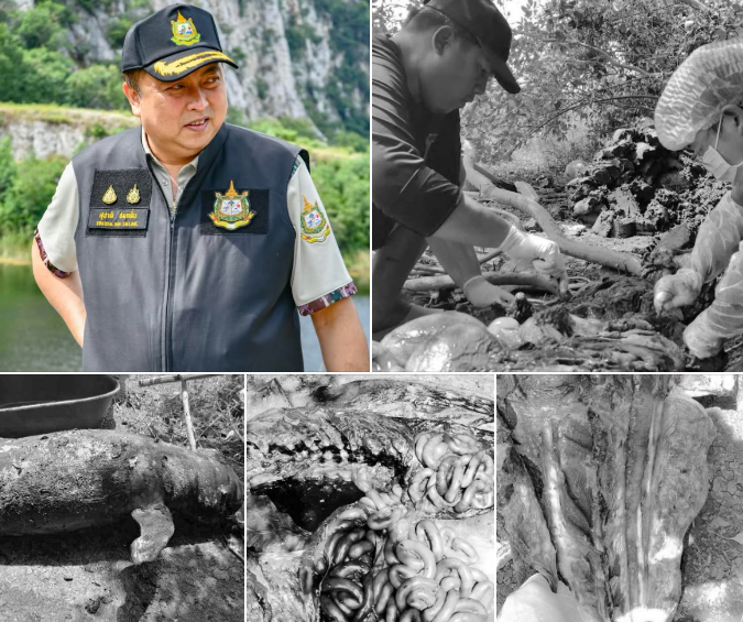 รมว.ทส. สั่งยกระดับคุ้มครองสัตว์ทะเลหายาก หลังพบโลมาอิรวดีตายที่สมุทรสาคร กำชับใช้เทคโนโลยีและงานวิจัยนำการบริหารจัดการ มุ่งฟื้นฟูระบบนิเวศอย่างยั่งยืน