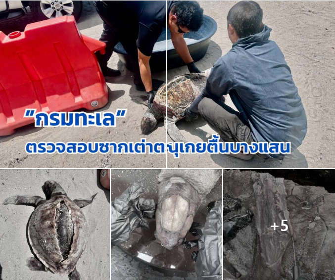 กรมทะเล ตรวจสอบซากเต่าตนุเกยตื้นหาดบางแสน เตรียมจัดเก็บโครงกระดูกเพื่อการศึกษา