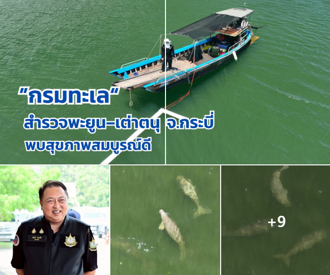 กรมทะเล สำรวจพะยูน–เต่าตนุ จ.กระบี่ พบสุขภาพสมบูรณ์ดี