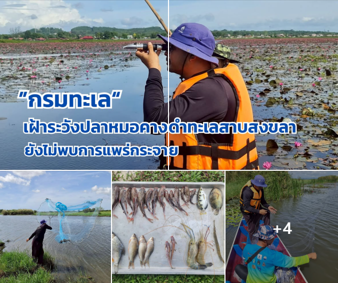 กรมทะเล เฝ้าระวังปลาหมอคางดำในลุ่มน้ำทะเลสาบสงขลา ยังไม่พบการแพร่กระจาย