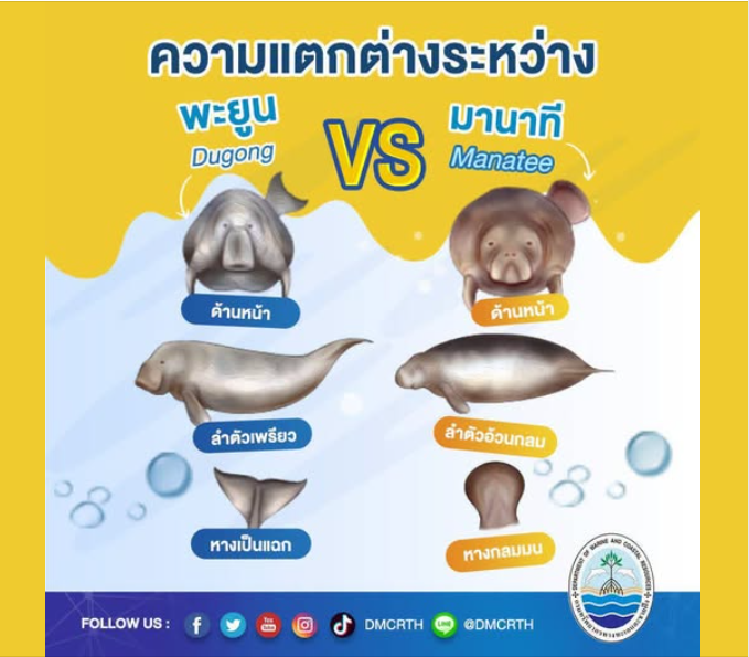 ทุกคนรู้ไหม? พะยูนกับมานาที ต่างกันยังไง?