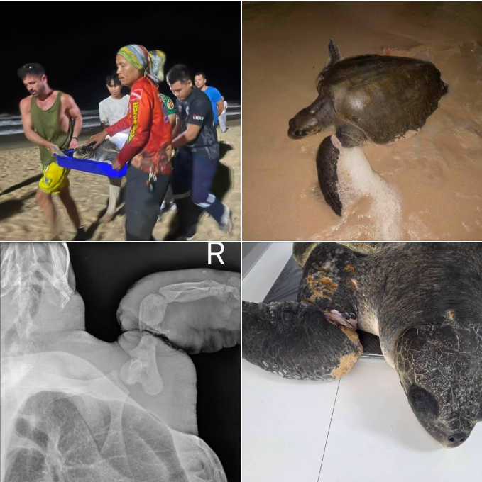 กรมทะเล ช่วยเหลือ "เต่าหญ้า" โดนอวนผีรัดบาดเจ็บสาหัส หาดสุรินทร์ จังหวัดภูเก็ต ทีมสัตวแพทย์ดูแลใกล้ชิดเตรียมผ่าตัดรักษา